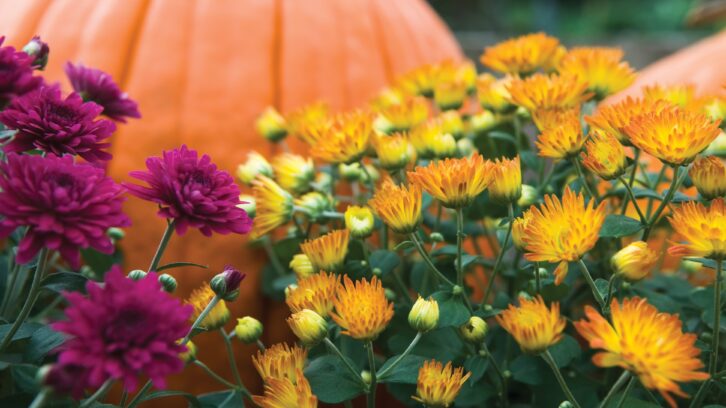 Fall flowers with pumpkin