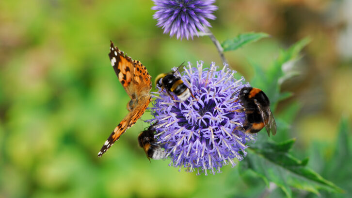 bees and butterfly on purple flower